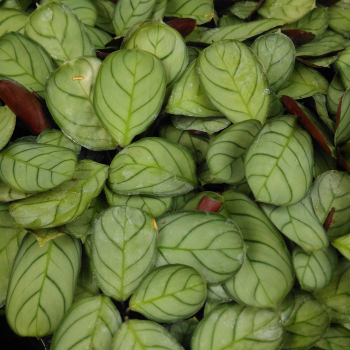 Buy Maranta leuconeura (Prayer Plant) online UK