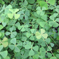 Buy Marsilea quadrifolia (Water Shamrock) online UK