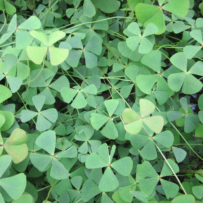 Buy Marsilea quadrifolia (Water Shamrock) online UK