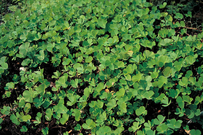 Buy Marsilea quadrifolia (Water Shamrock) online UK