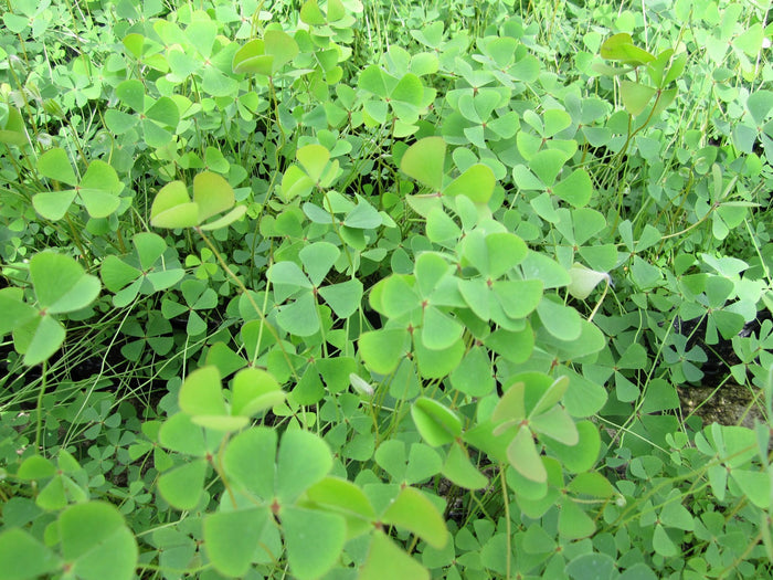 Buy Marsilea quadrifolia (Water Shamrock) online UK