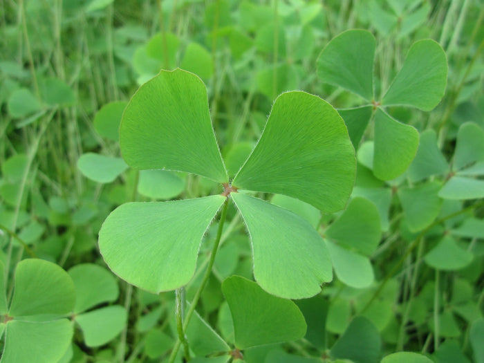 Buy Marsilea quadrifolia (Water Shamrock) online UK