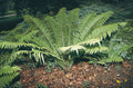 Buy Matteuccia struthiopteris (Shuttlecock Fern) online UK