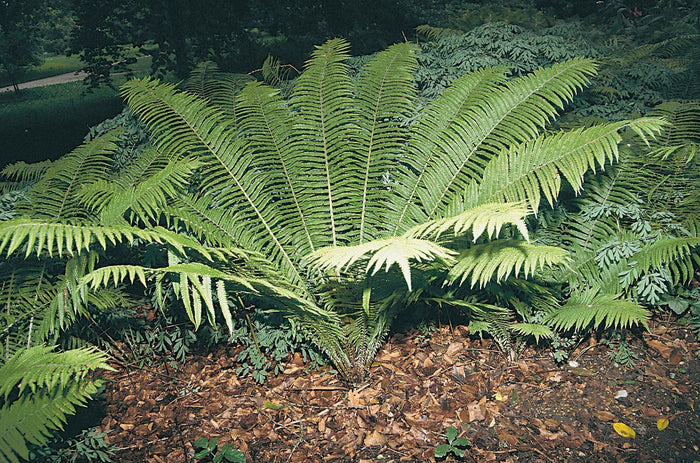 Buy Matteuccia struthiopteris (Shuttlecock Fern) online UK