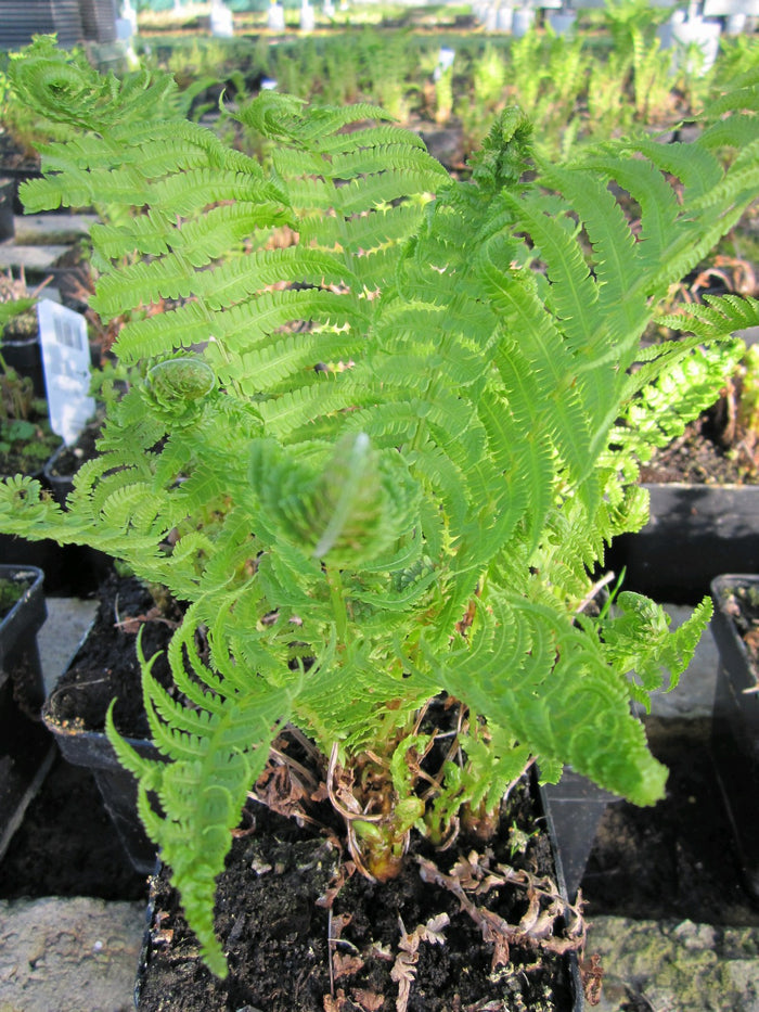 Buy Matteuccia struthiopteris (Shuttlecock Fern) online UK