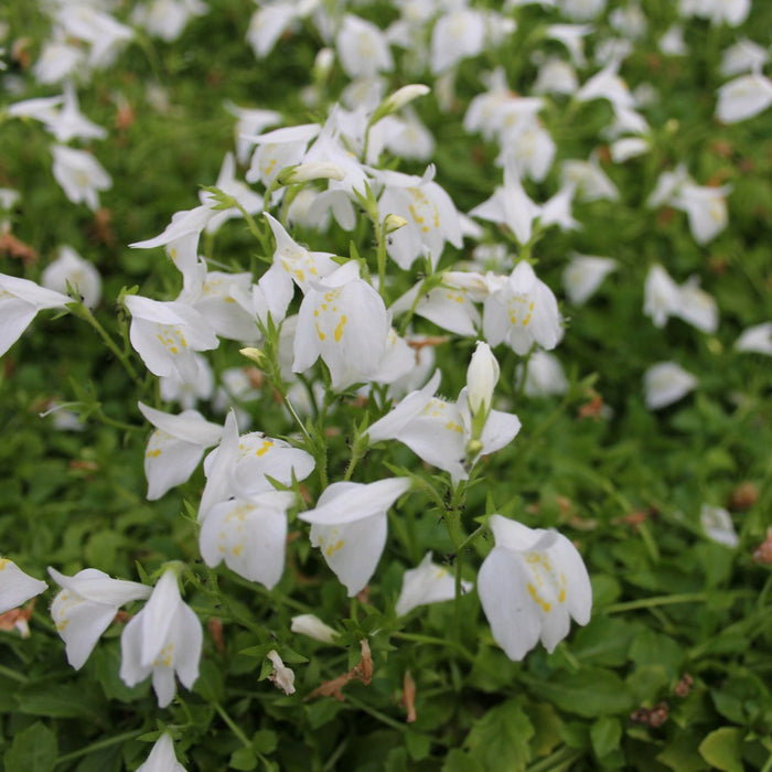 Buy Mazus reptans 'Alba' (White Chinese Marshflower) online UK