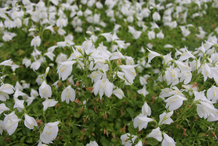 Buy Mazus reptans 'Alba' (White Chinese Marshflower) online UK