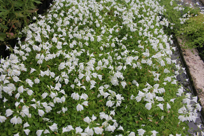 Buy Mazus reptans 'Alba' (White Chinese Marshflower) online UK
