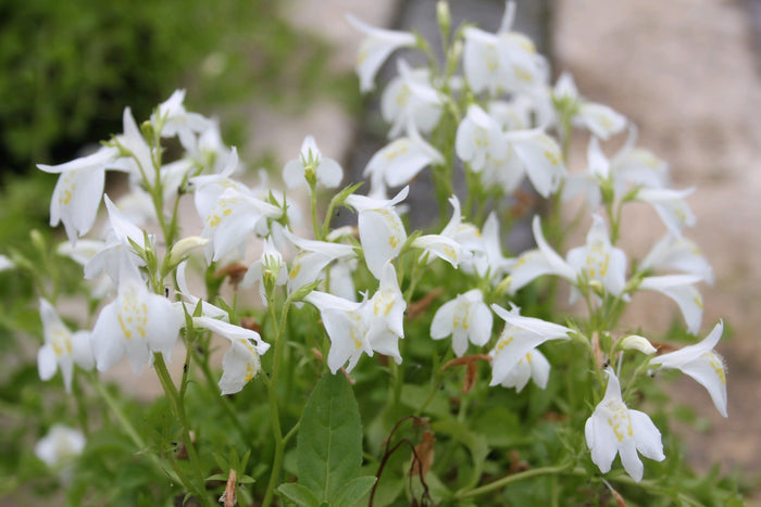 Buy Mazus reptans 'Alba' (White Chinese Marshflower) online UK