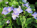 Buy Mazus reptans (Chinese Marshflower) online UK