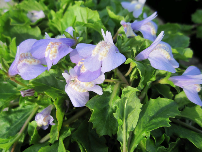 Buy Mazus reptans (Chinese Marshflower) online UK