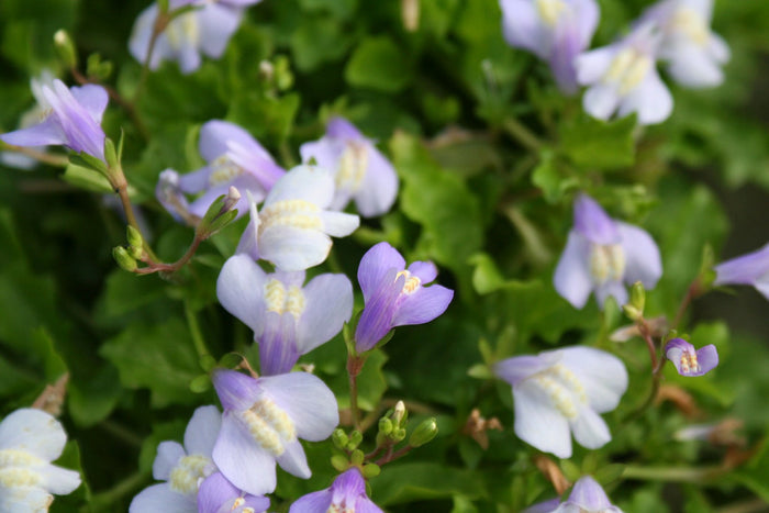 Buy Mazus reptans (Chinese Marshflower) online UK