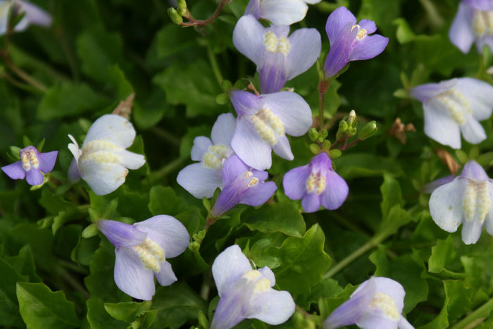 Buy Mazus reptans (Chinese Marshflower) online UK