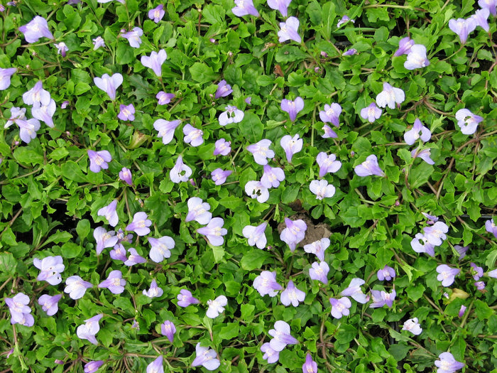 Buy Mazus reptans (Chinese Marshflower) online UK