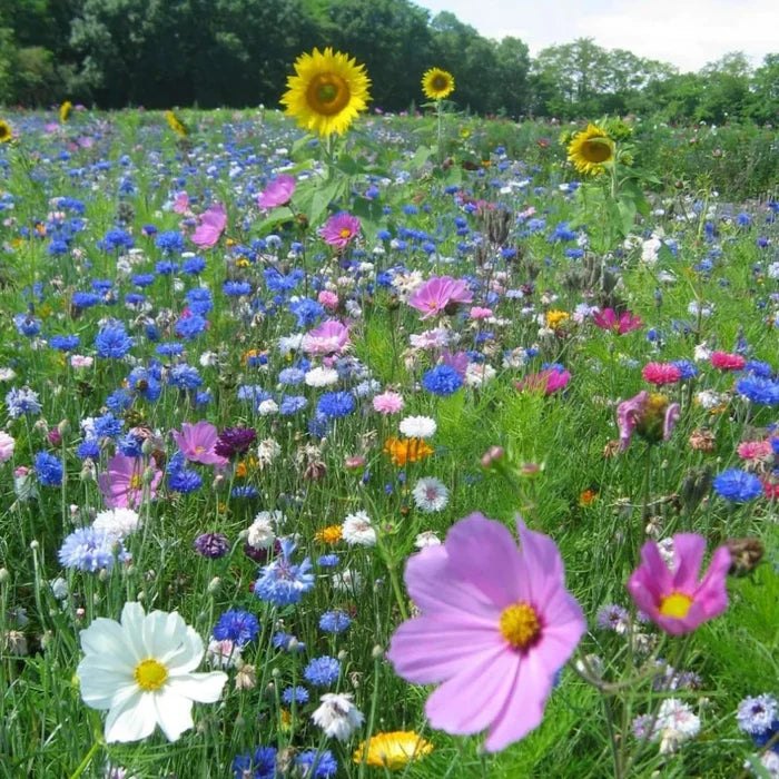 Buy Meadow In My Garden Bee Heaven Seed Mix online UK