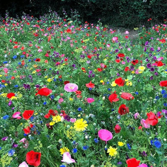 Buy Meadow In My Garden Butterfly Heaven Seed Mix online UK