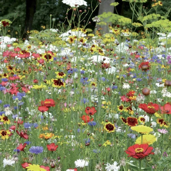 Buy Meadow In My Garden Ladybird Heaven Seed Mix online UK