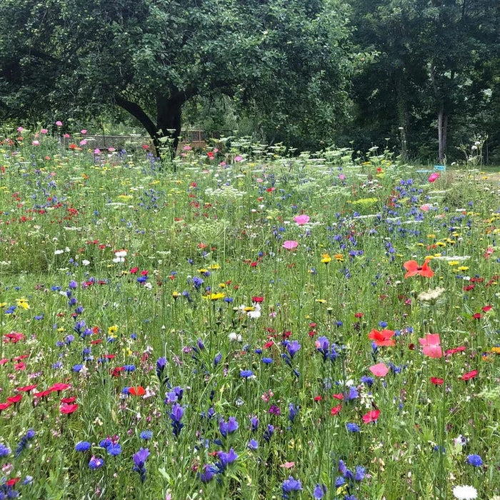 Buy Meadow In My Garden Ladybird Heaven Seed Mix online UK