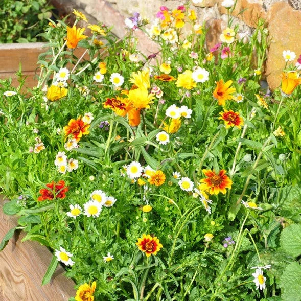 Buy Meadow In My Garden Planters Seed Mix online UK