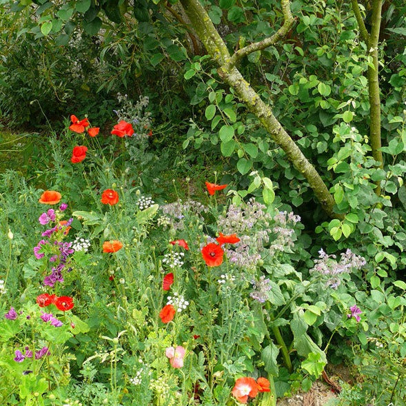 Buy Meadow In My Garden Shaded Area Seed Mix online UK