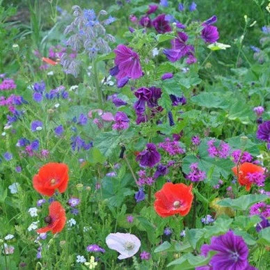 Buy Meadow In My Garden Shaded Area Seed Mix online UK