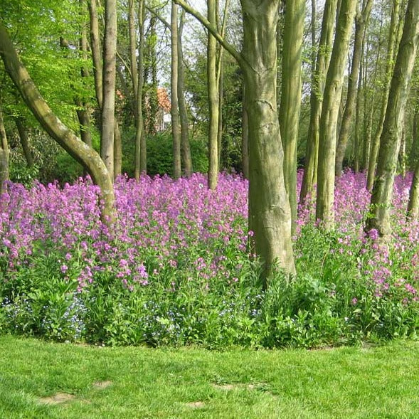 Buy Meadow In My Garden Shaded Area Seed Mix online UK
