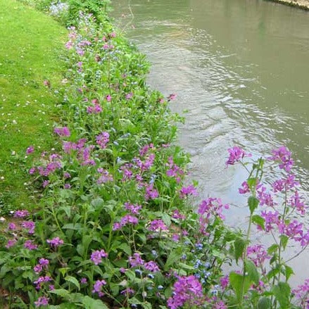 Buy Meadow In My Garden Shaded Area Seed Mix online UK