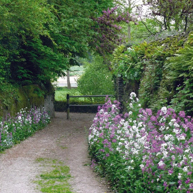 Buy Meadow In My Garden Shaded Area Seed Mix online UK