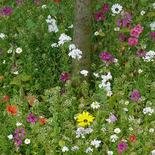 Buy Meadow In My Garden Tree Foot Seed Mix online UK
