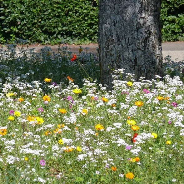 Buy Meadow In My Garden Tree Foot Seed Mix online UK