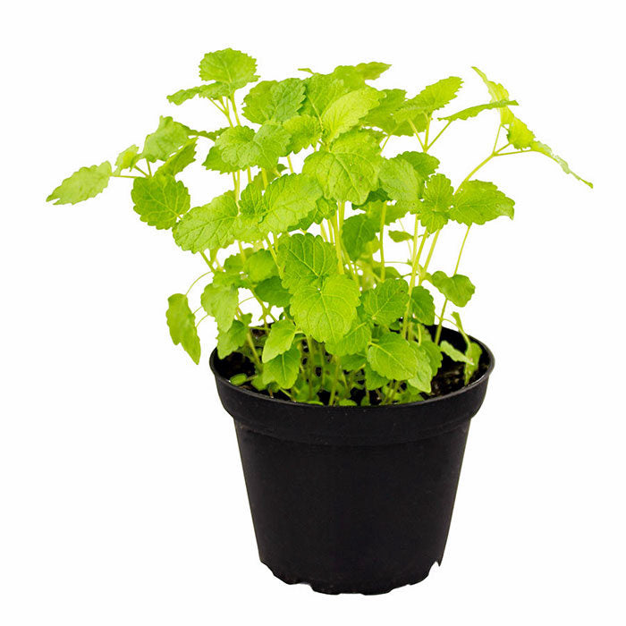 Buy Melissa officinalis (Lemon Balm) online UK