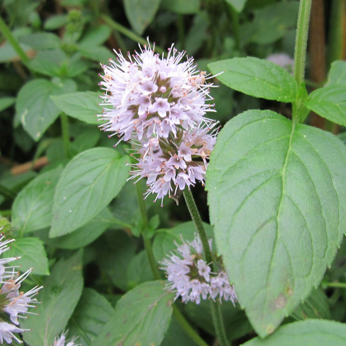 Buy Mentha aquatica (Water Mint) online UK