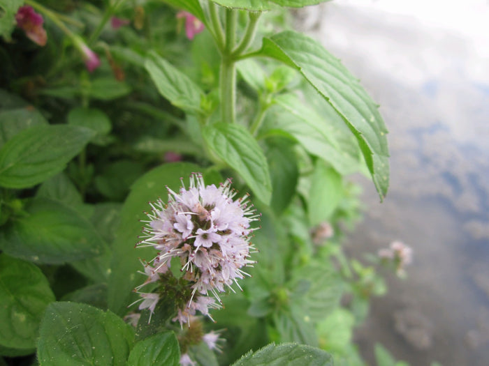 Buy Mentha aquatica (Water Mint) online UK