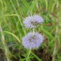 Buy Mentha cervina (Water Spearmint) online UK