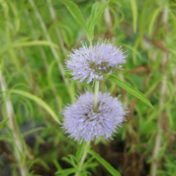Buy Mentha cervina (Water Spearmint) online UK