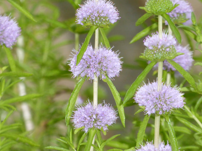 Buy Mentha cervina (Water Spearmint) online UK