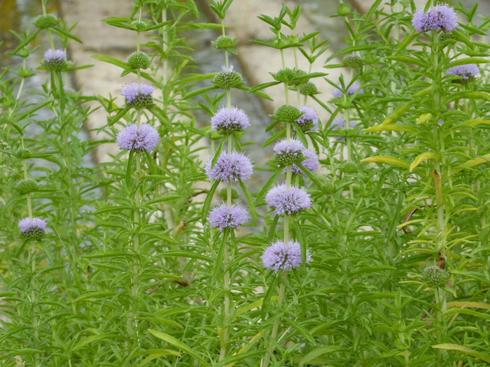 Buy Mentha cervina (Water Spearmint) online UK