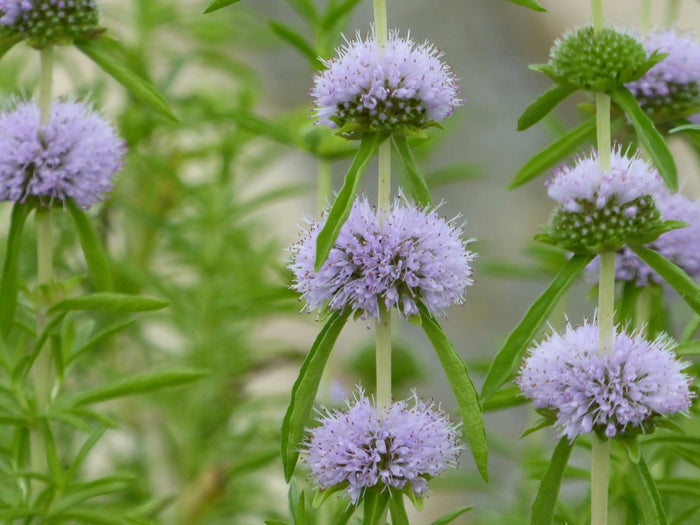 Buy Mentha cervina (Water Spearmint) online UK