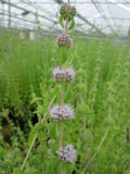 Buy Mentha pulegium (Pennyroyal) online UK