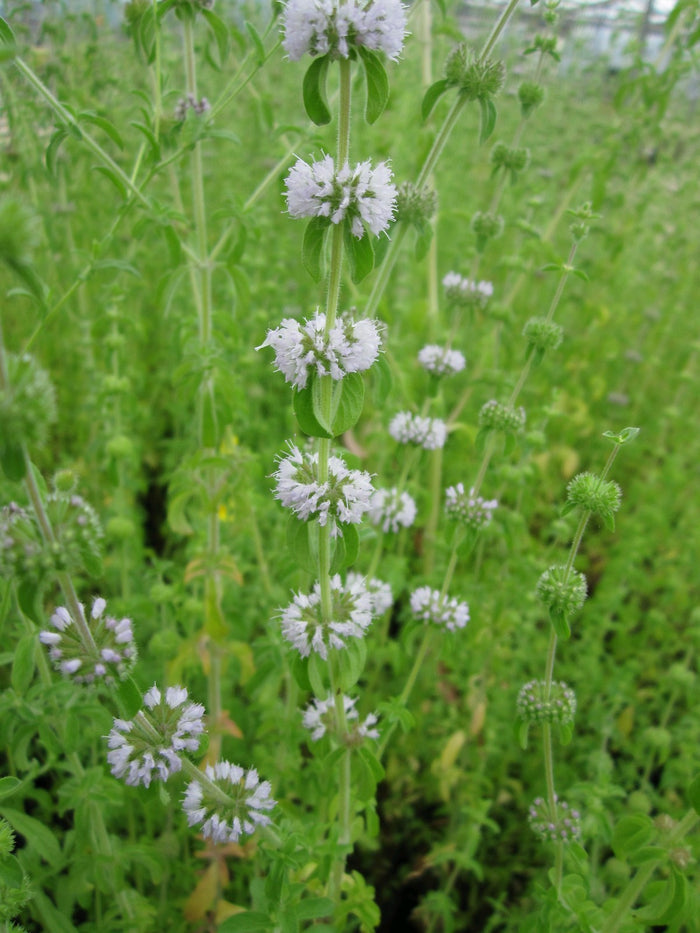 Buy Mentha pulegium (Pennyroyal) online UK