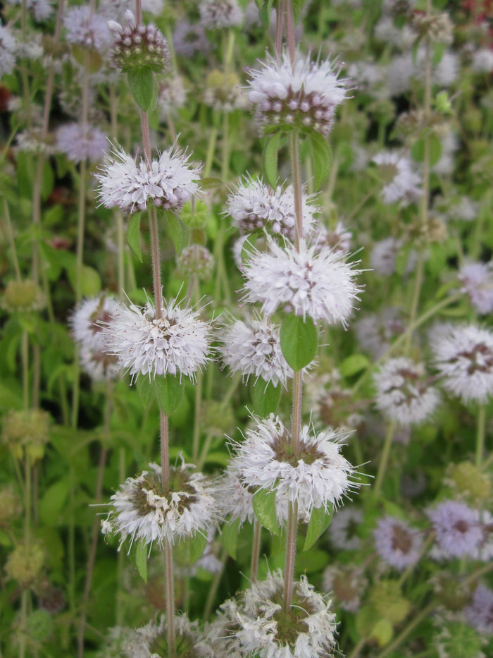 Buy Mentha pulegium (Pennyroyal) online UK