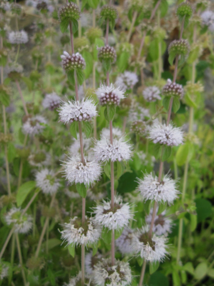 Buy Mentha pulegium (Pennyroyal) online UK