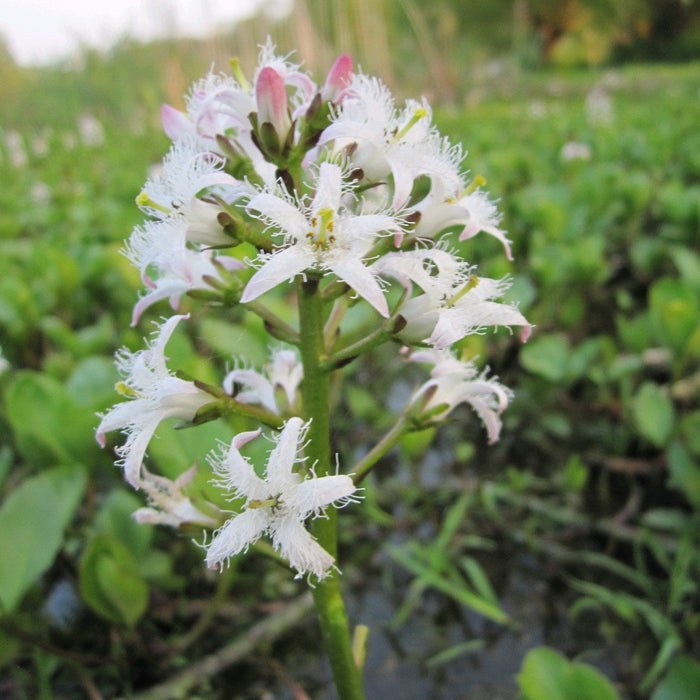 Buy Menyanthes trifoliata (Bog Bean) online UK