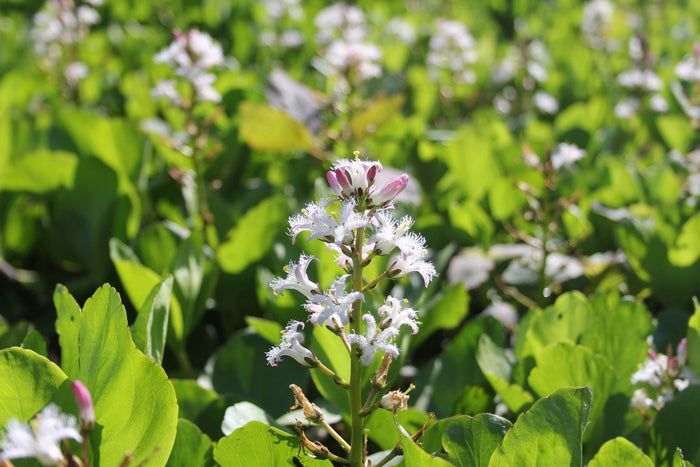 Buy Menyanthes trifoliata (Bog Bean) online UK