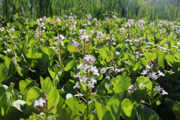 Buy Menyanthes trifoliata (Bog Bean) online UK