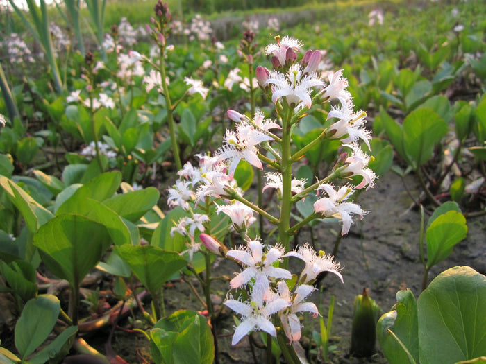 Buy Menyanthes trifoliata (Bog Bean) online UK