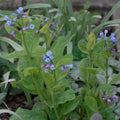 Buy Mertensia virginica (Virginian Bluebells) Bulbs online UK