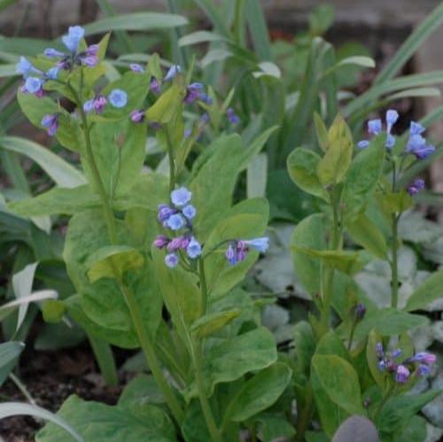 Buy Mertensia virginica (Virginian Bluebells) Bulbs online UK