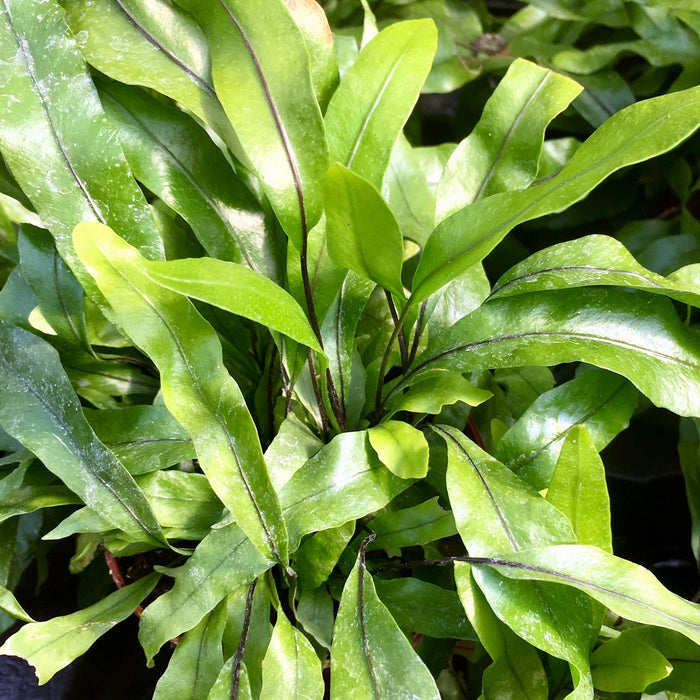 Buy Microsorum diversifolium (Kangaroo Fern) online UK