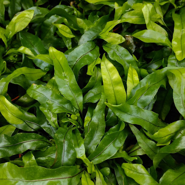 Buy Microsorum diversifolium (Kangaroo Fern) online UK